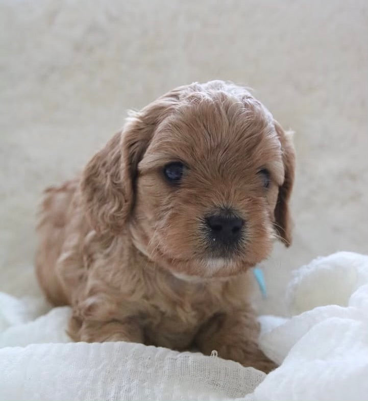 Cavapoo Girls