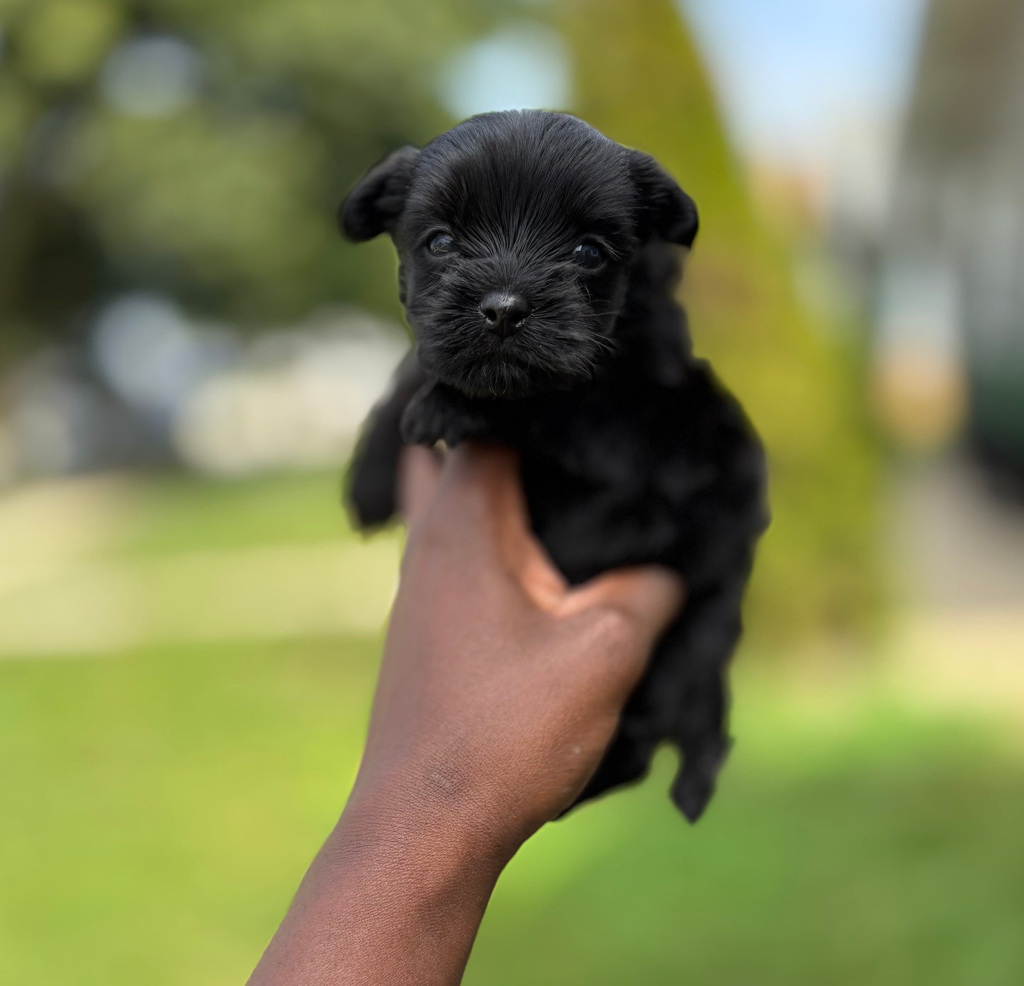 LABUBU
