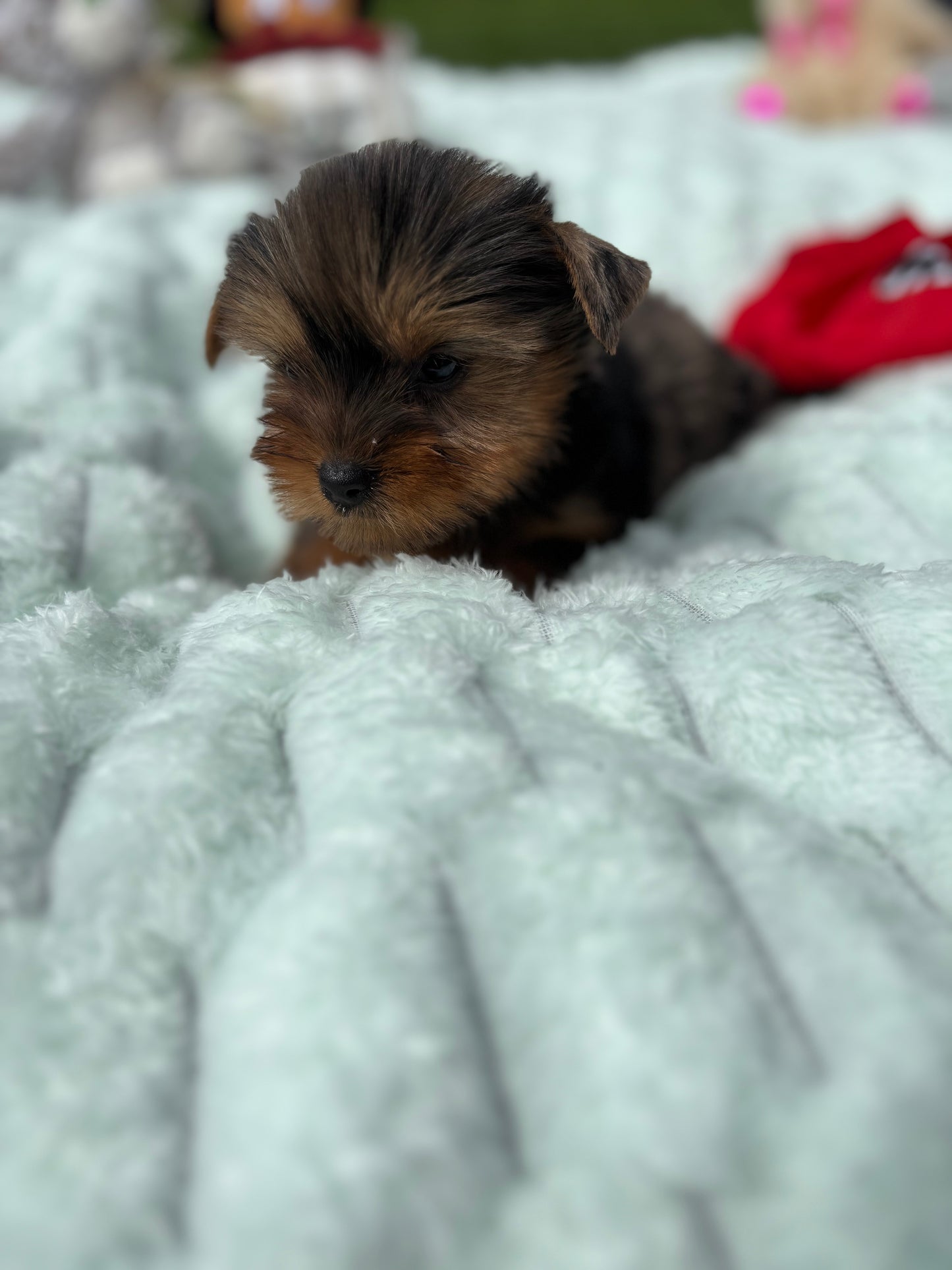 Mia X