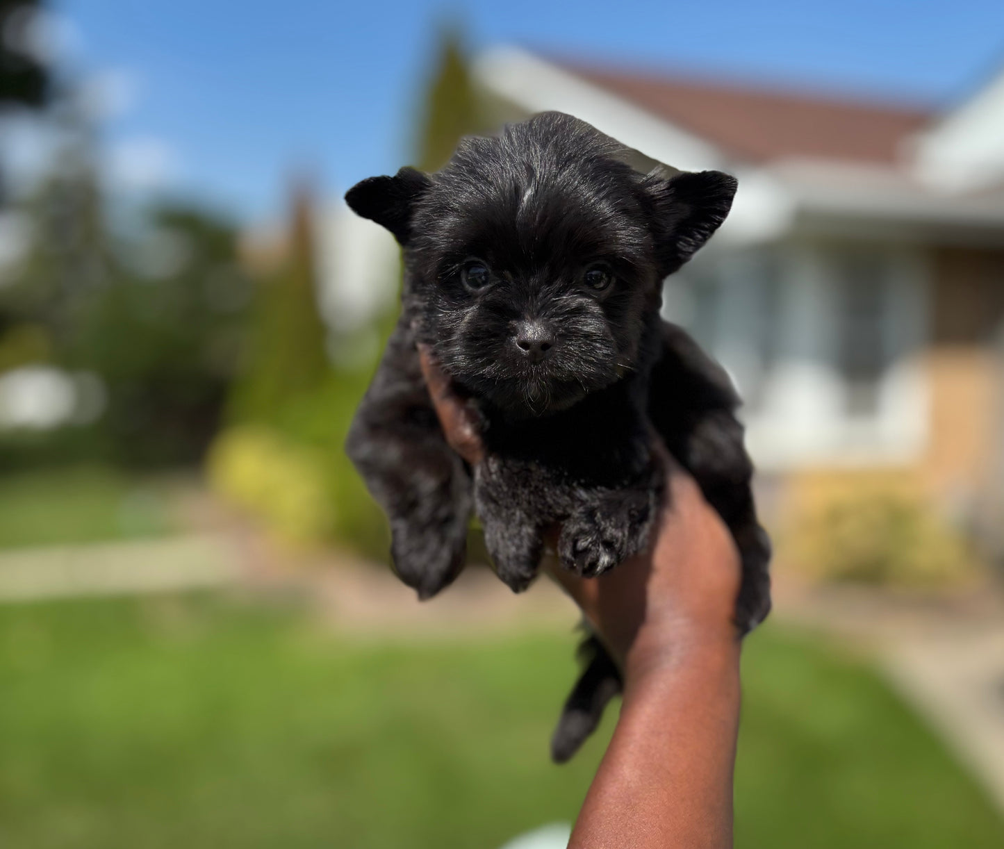 LABUBU