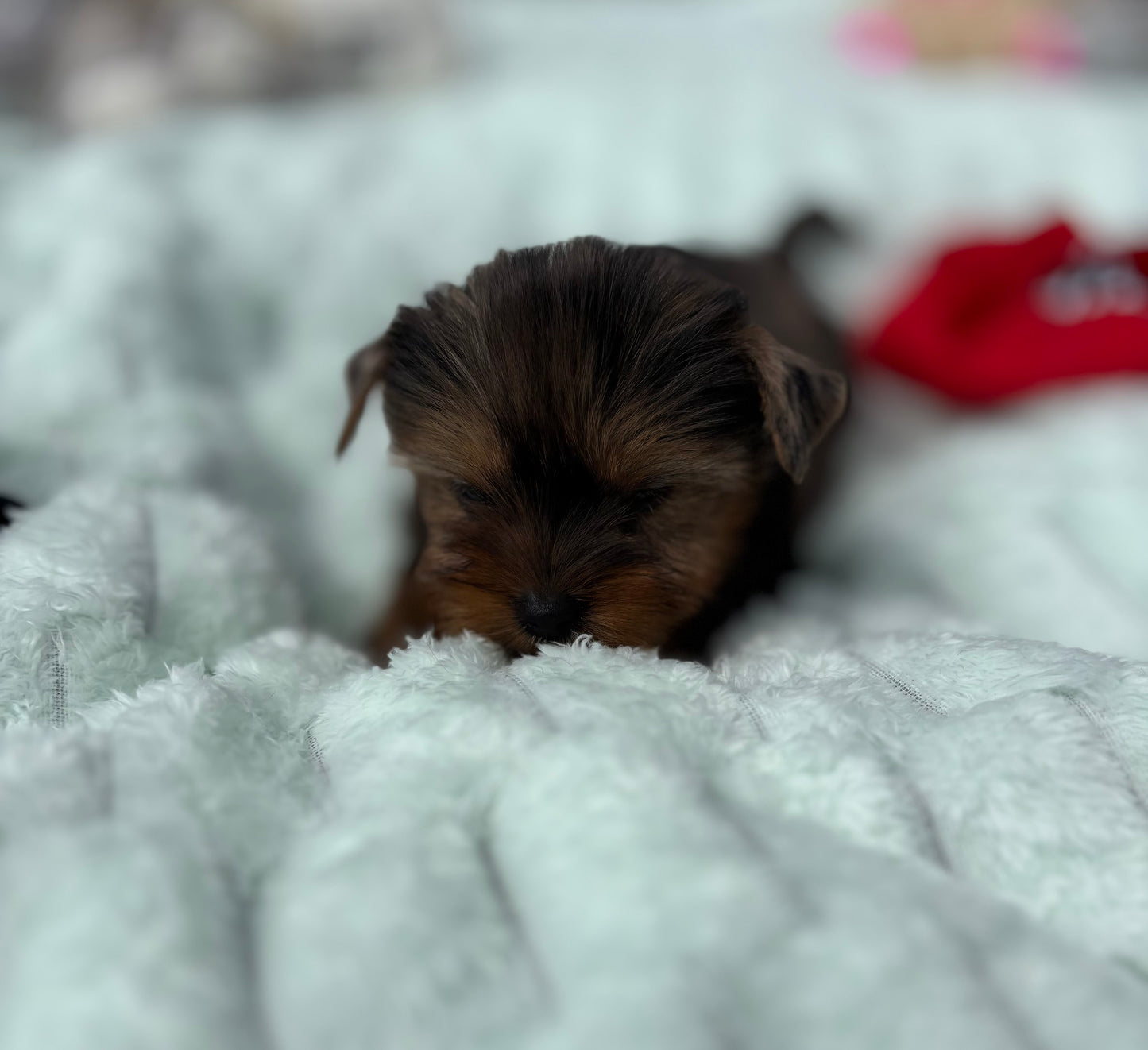 Mia X