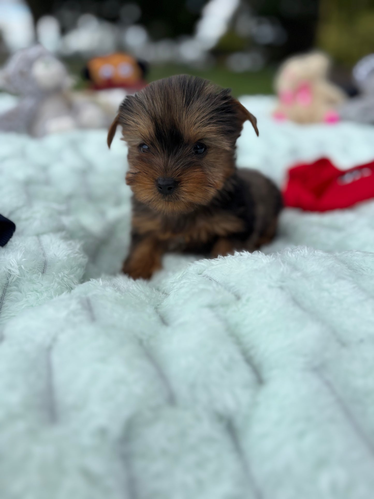 Mia X