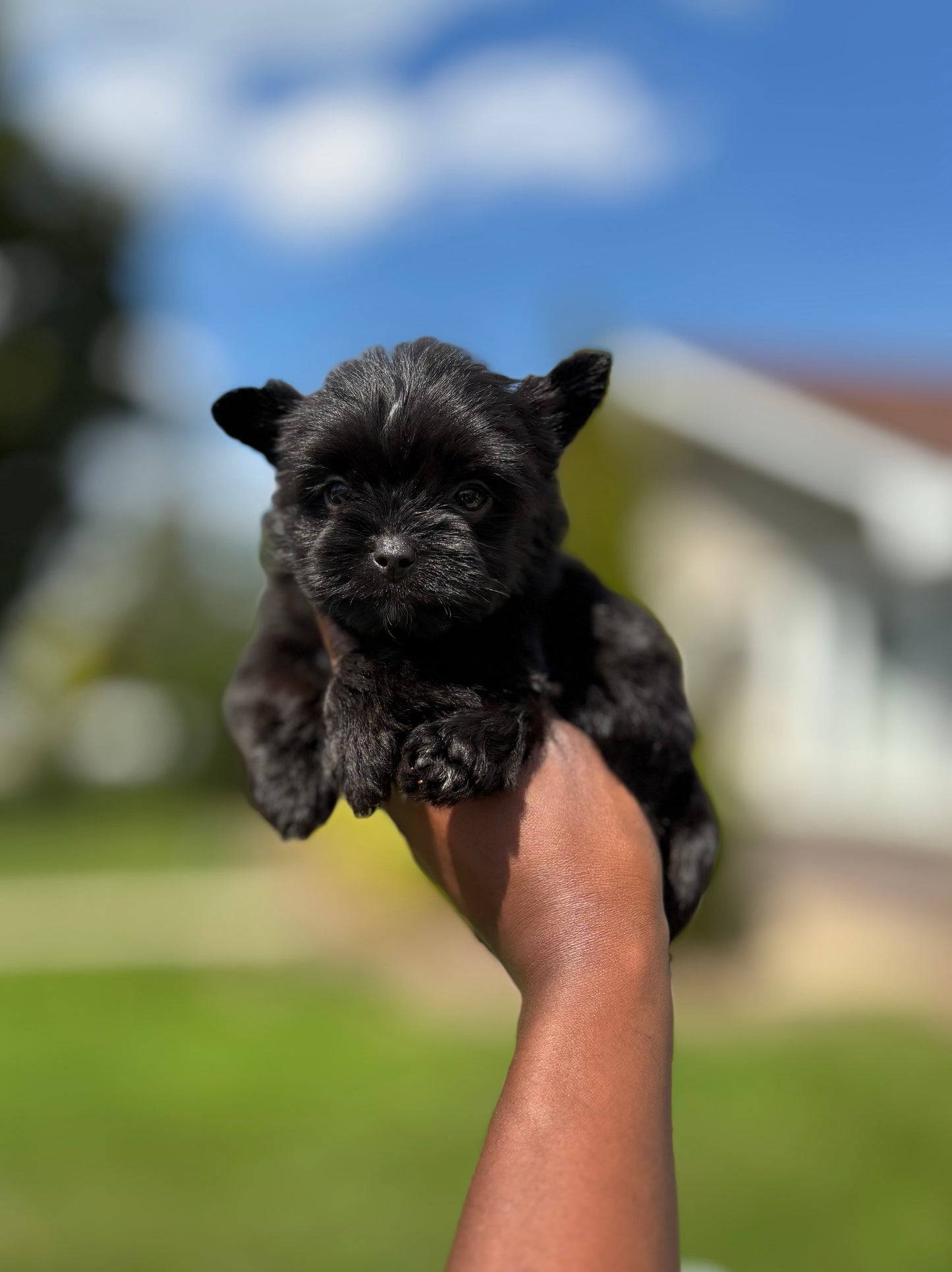 LABUBU