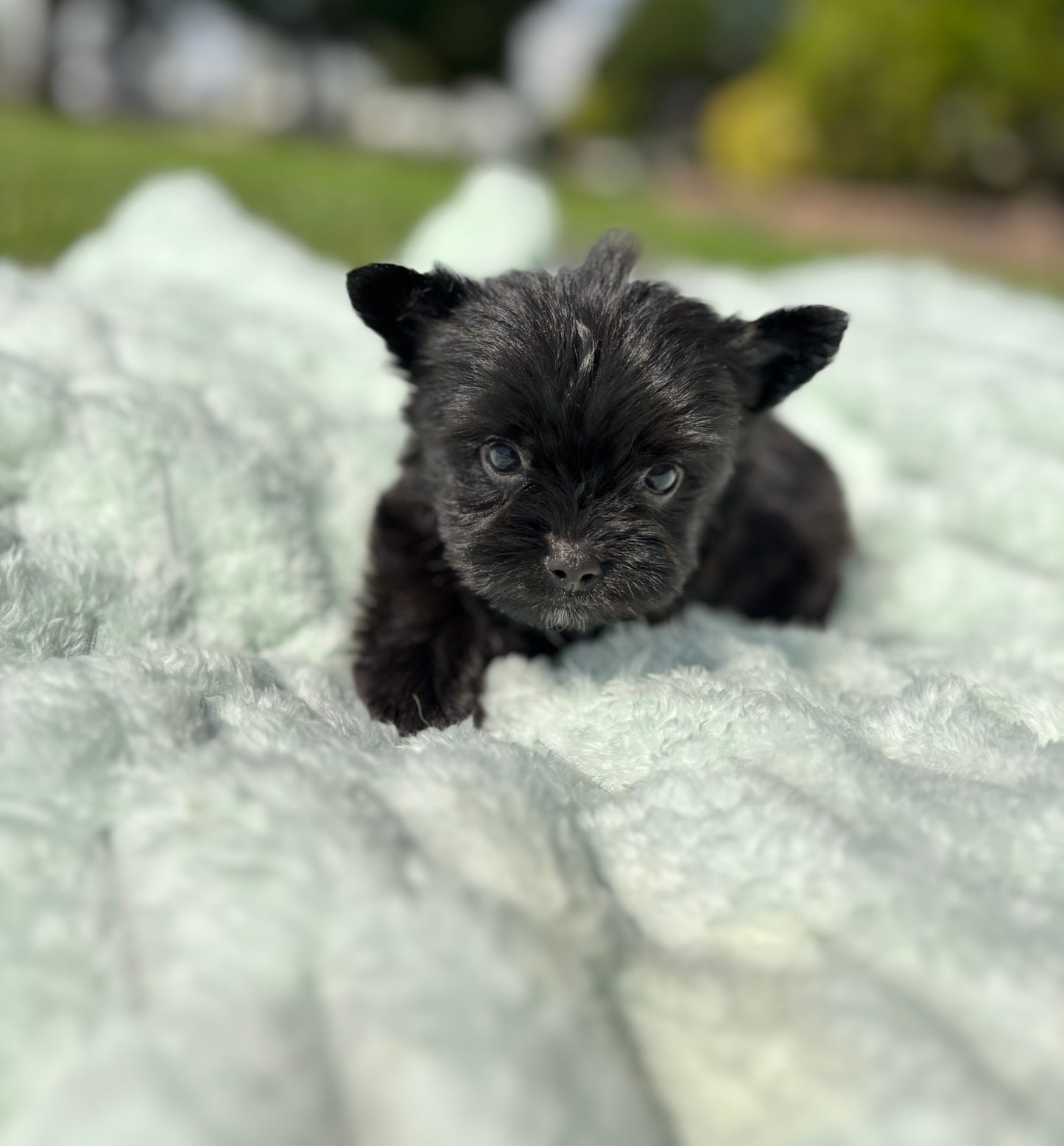 LABUBU