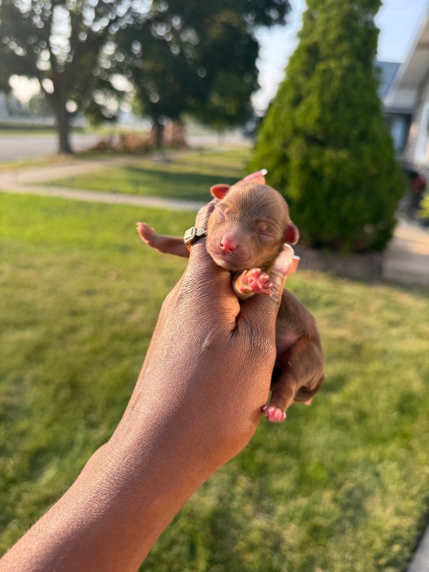 Baby Jordan