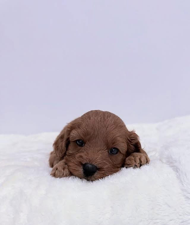 Cuddles