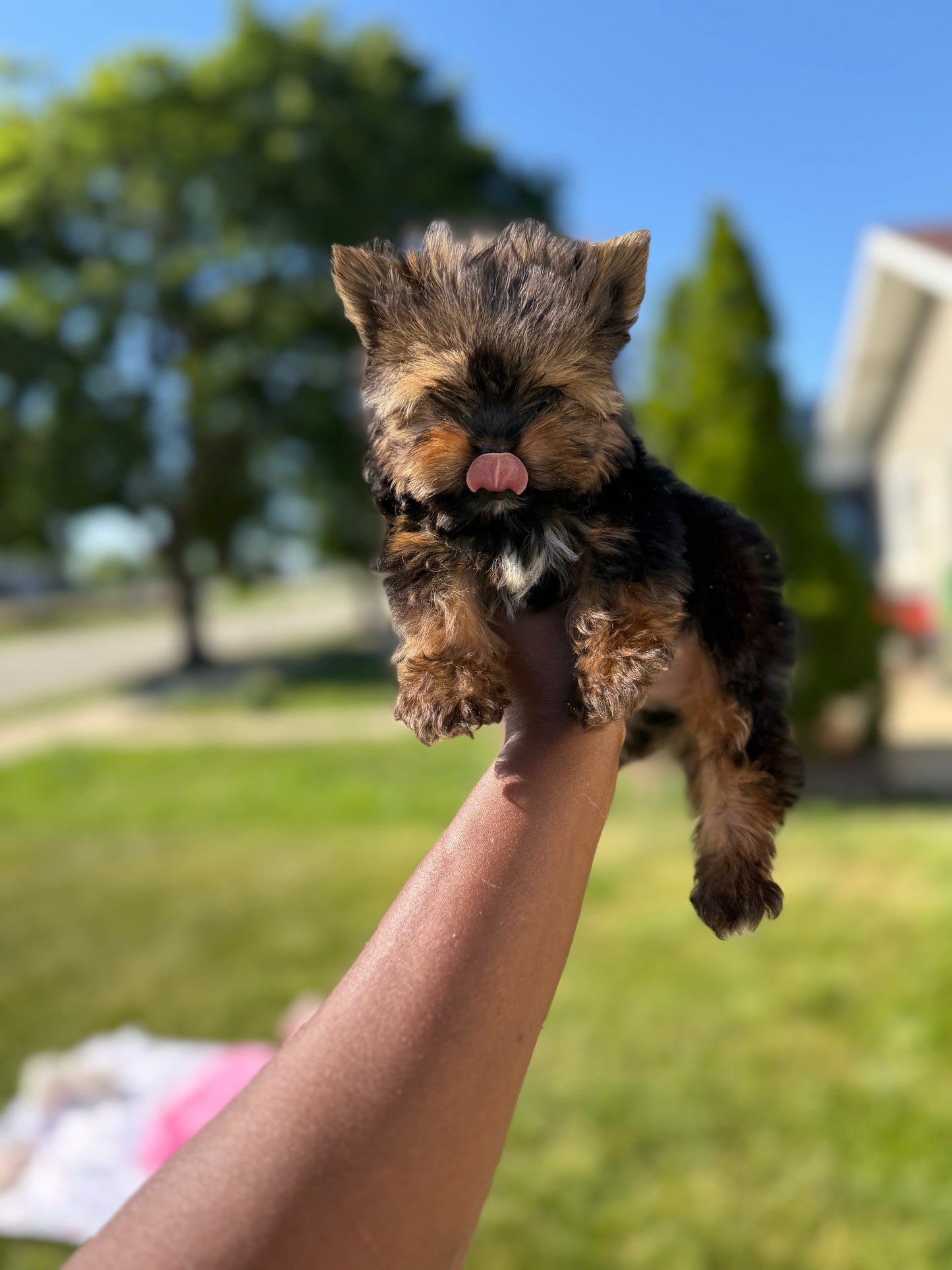 Nibbles