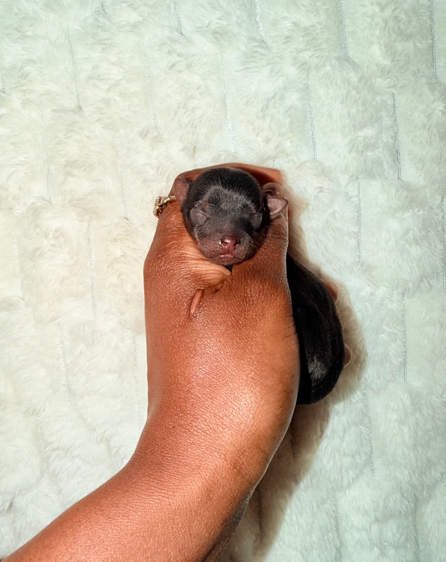 BabyShoe “Micro”