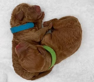 Baby Poo’s