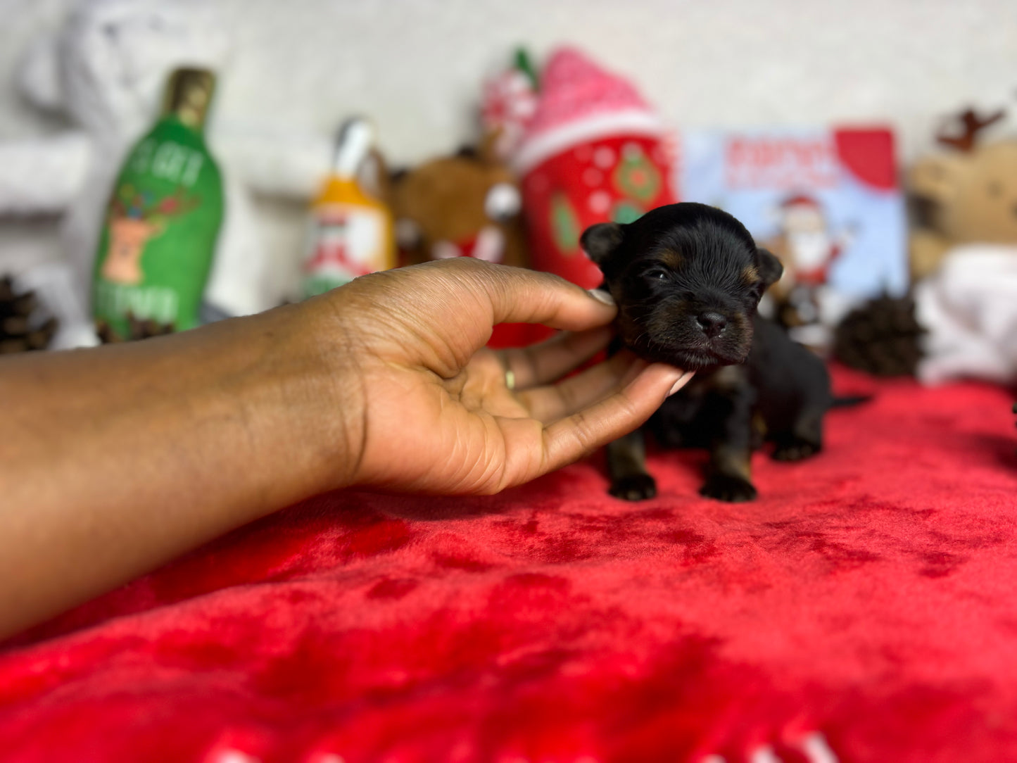 Black’Cat $5000