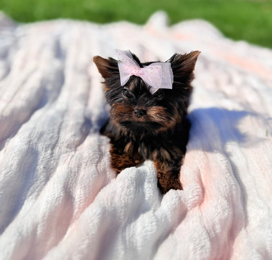 BabyShoe “Micro”