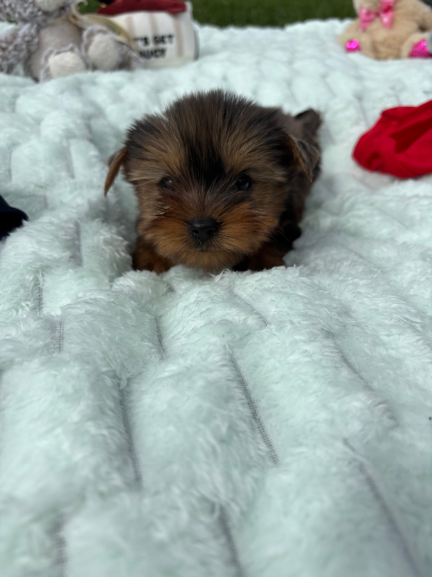 Mia X