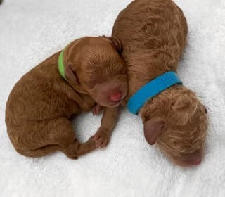 Baby Poo’s