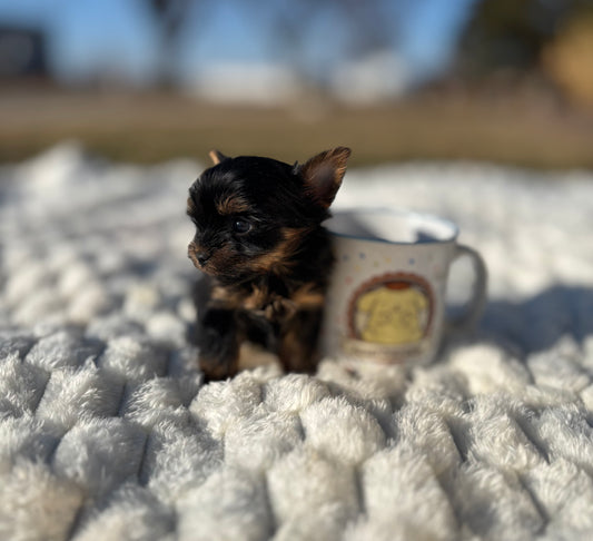 BabyShoe “Micro”