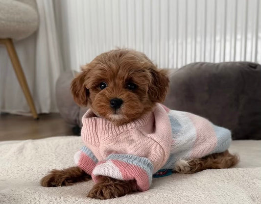 Polo Girl