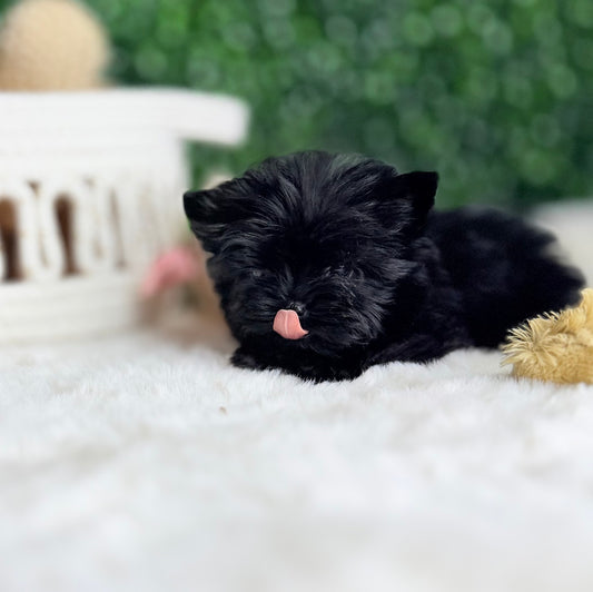 Baby Jo