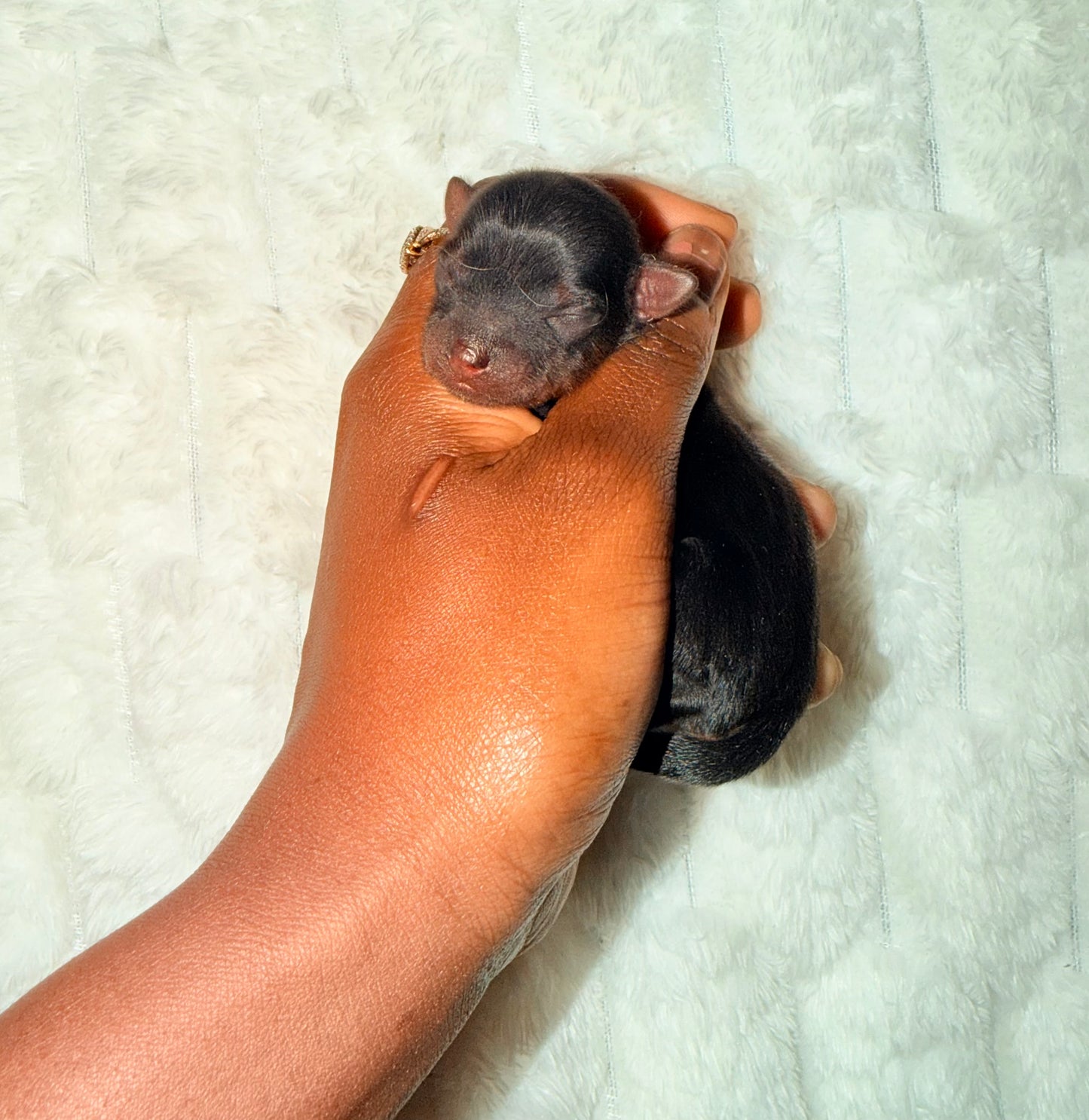 BabyShoe “Micro”