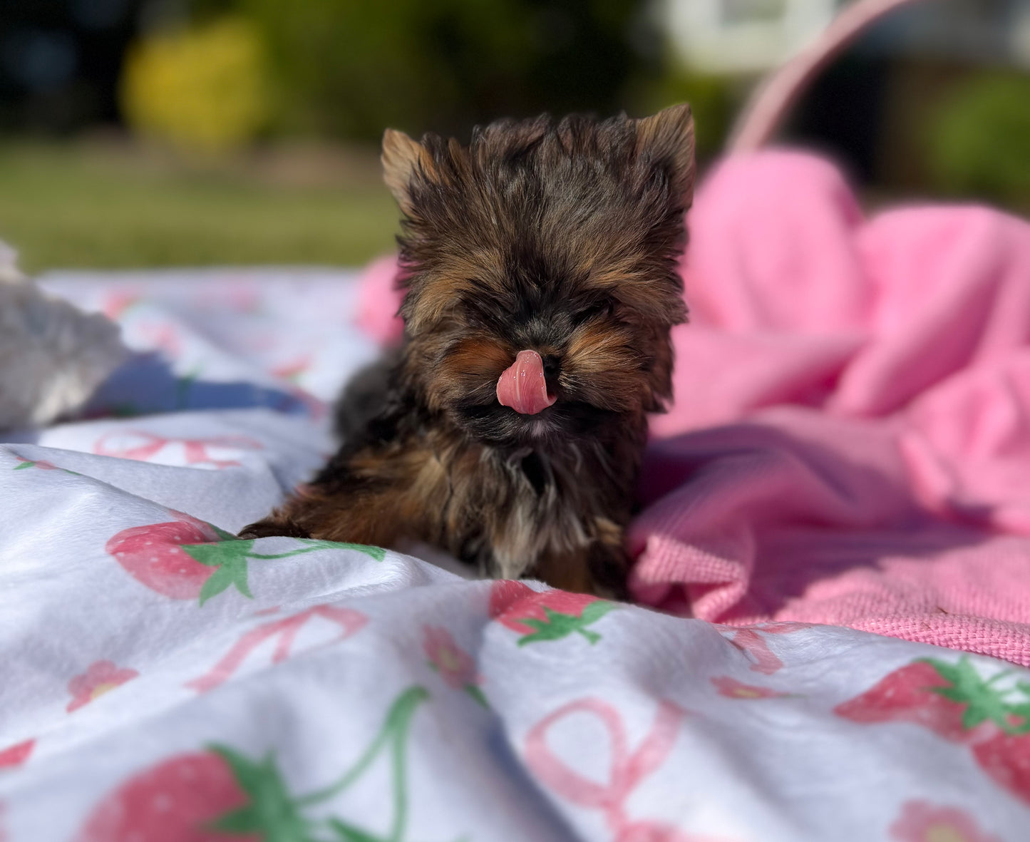 Nibbles
