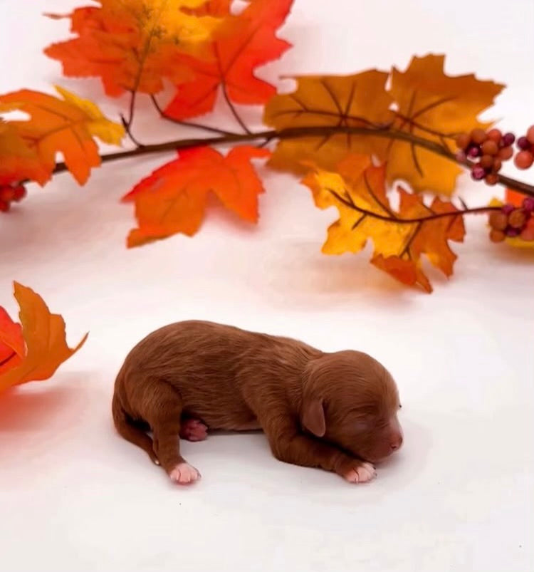 Baby Poo’s