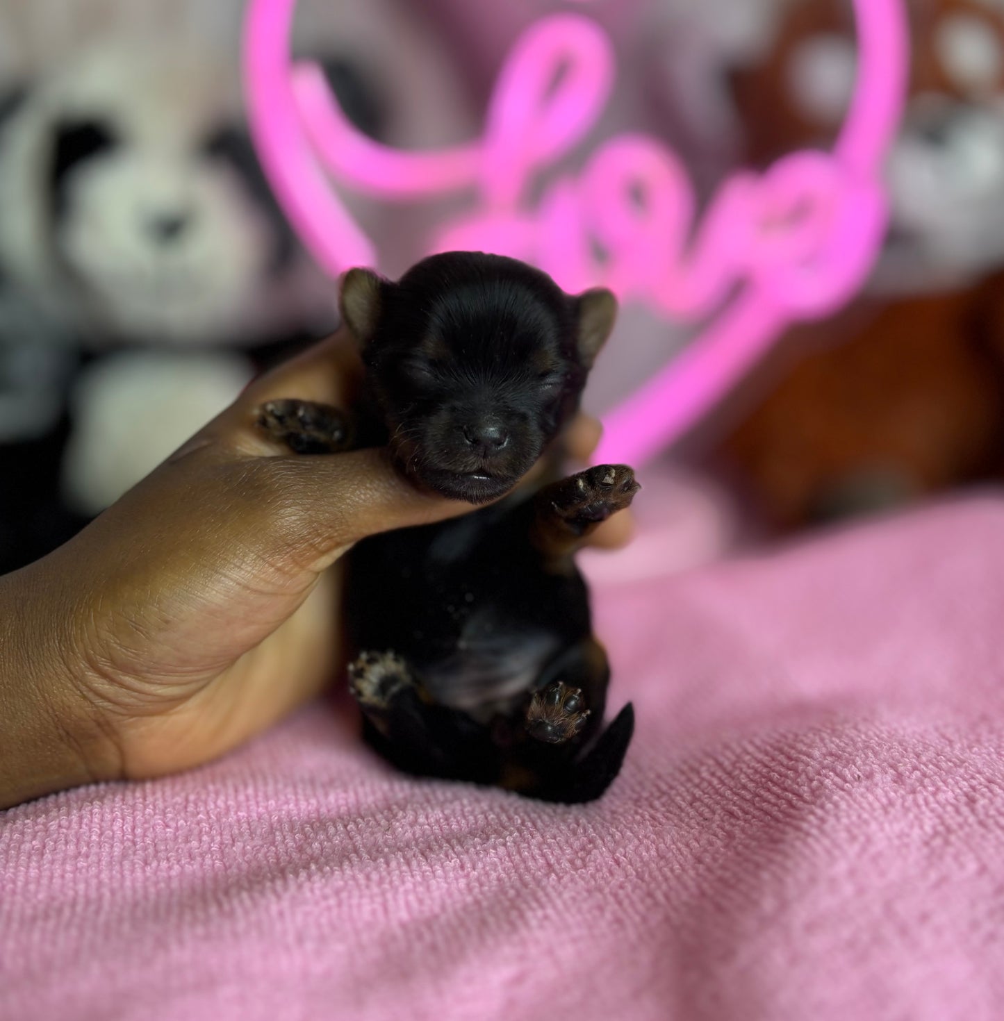 BabyShoe “Micro”