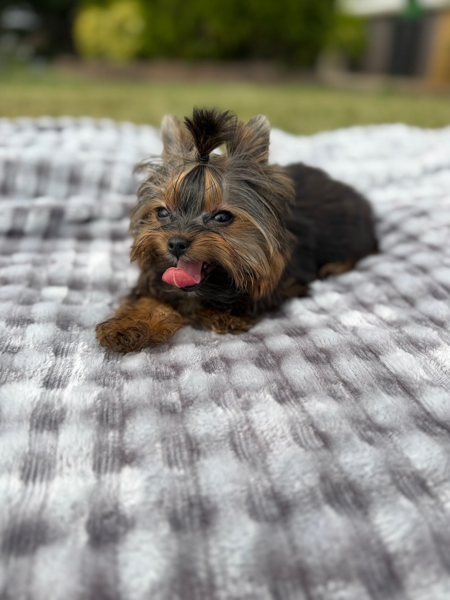 Nibbles
