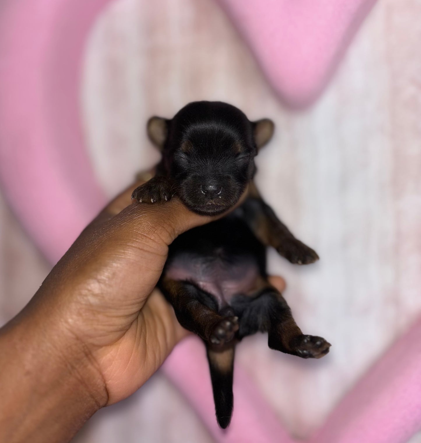 BabyShoe “Micro”