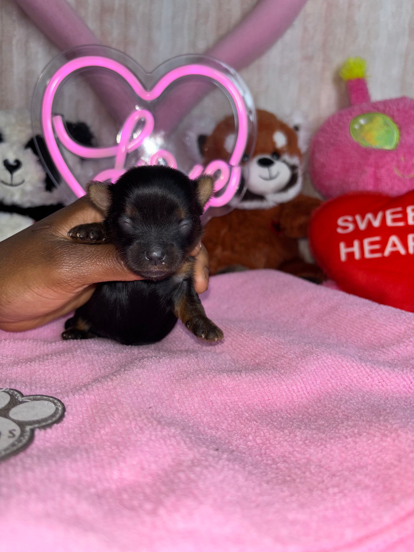 BabyShoe “Micro”