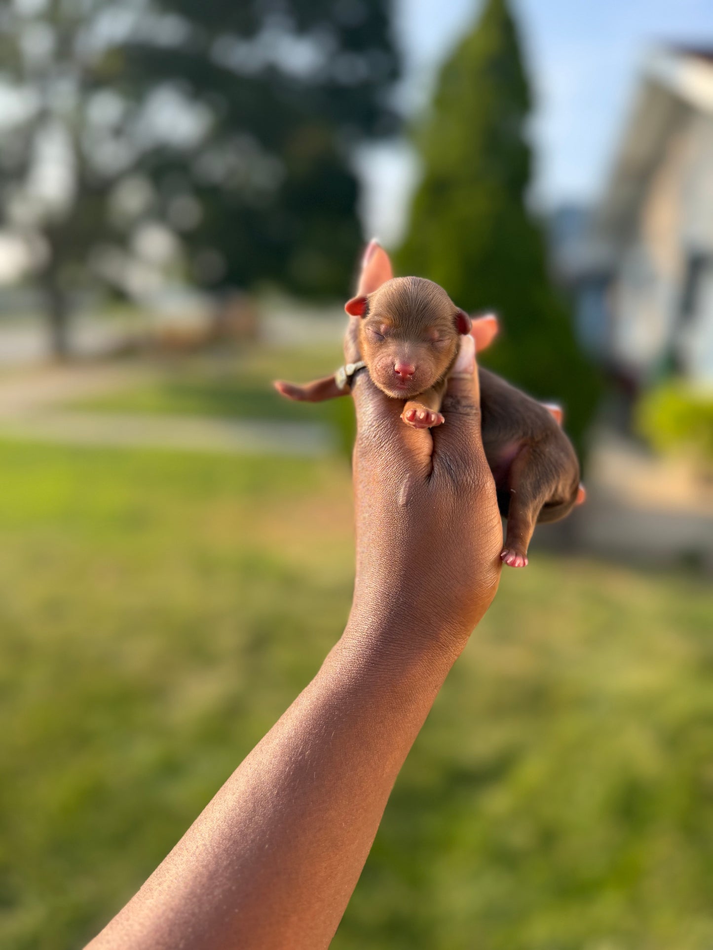 Baby Jordan