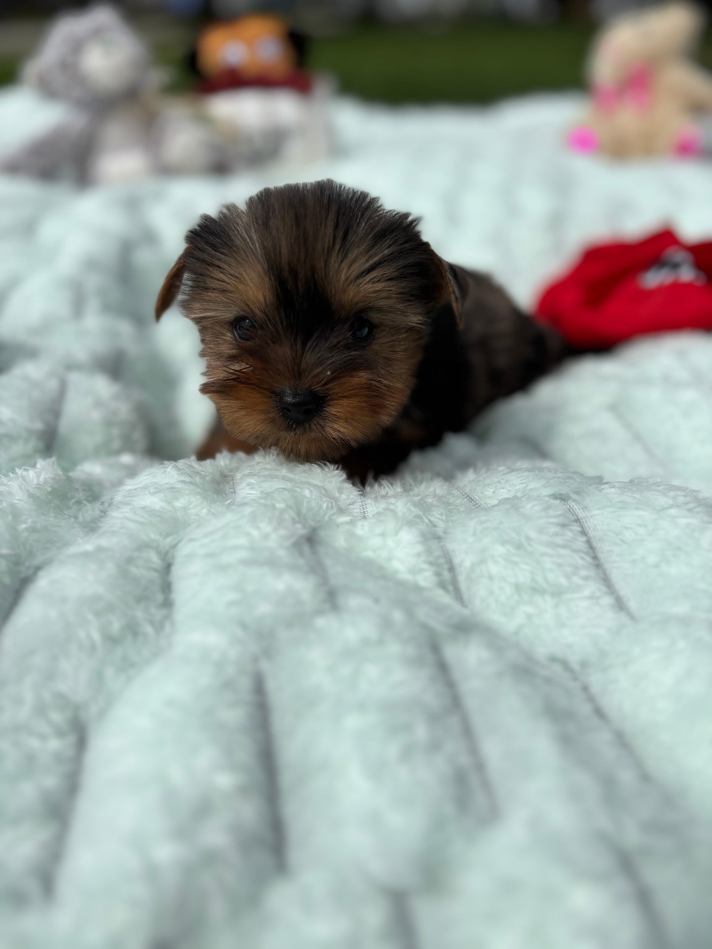 Mia X