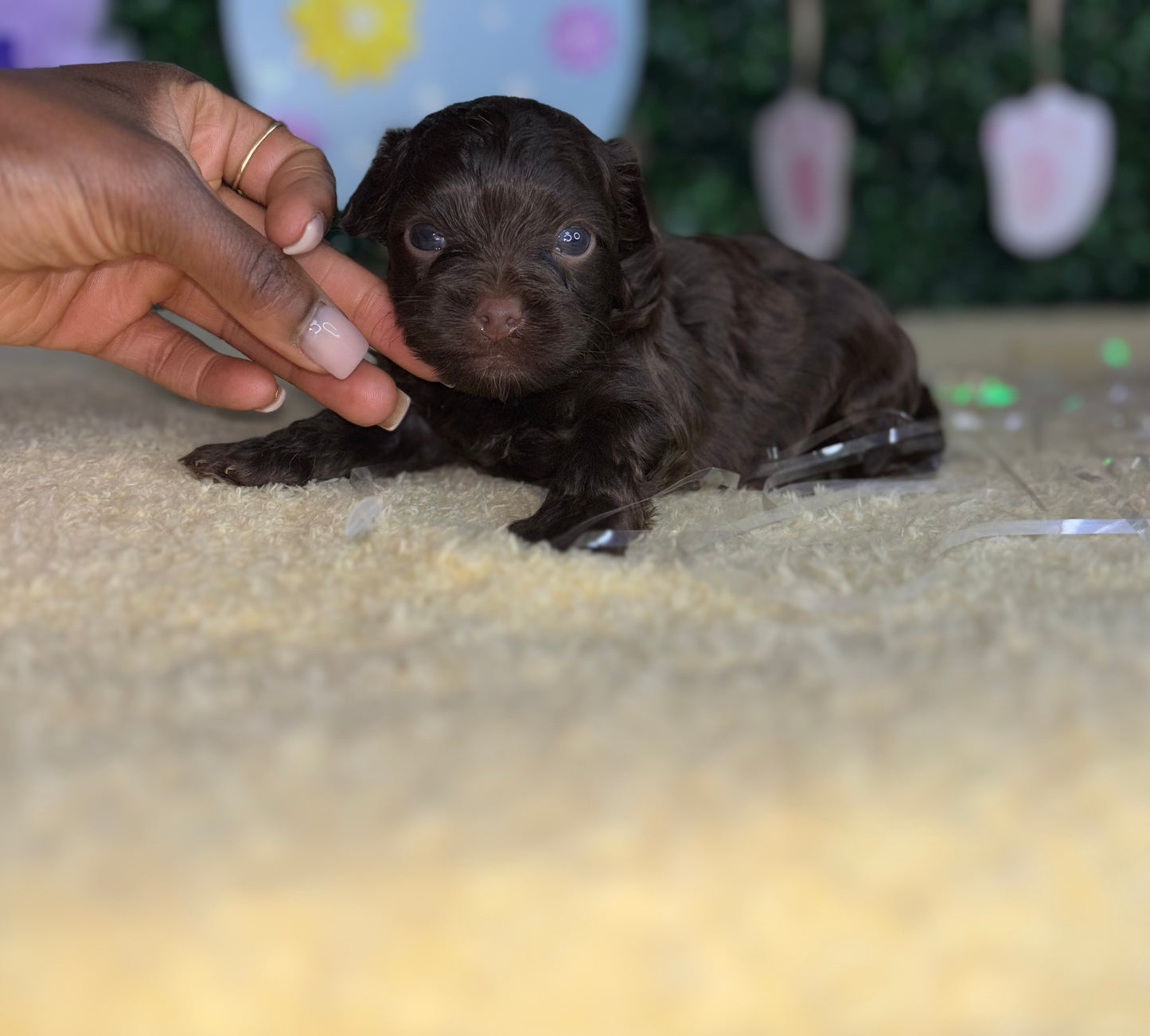 BandMan Choco