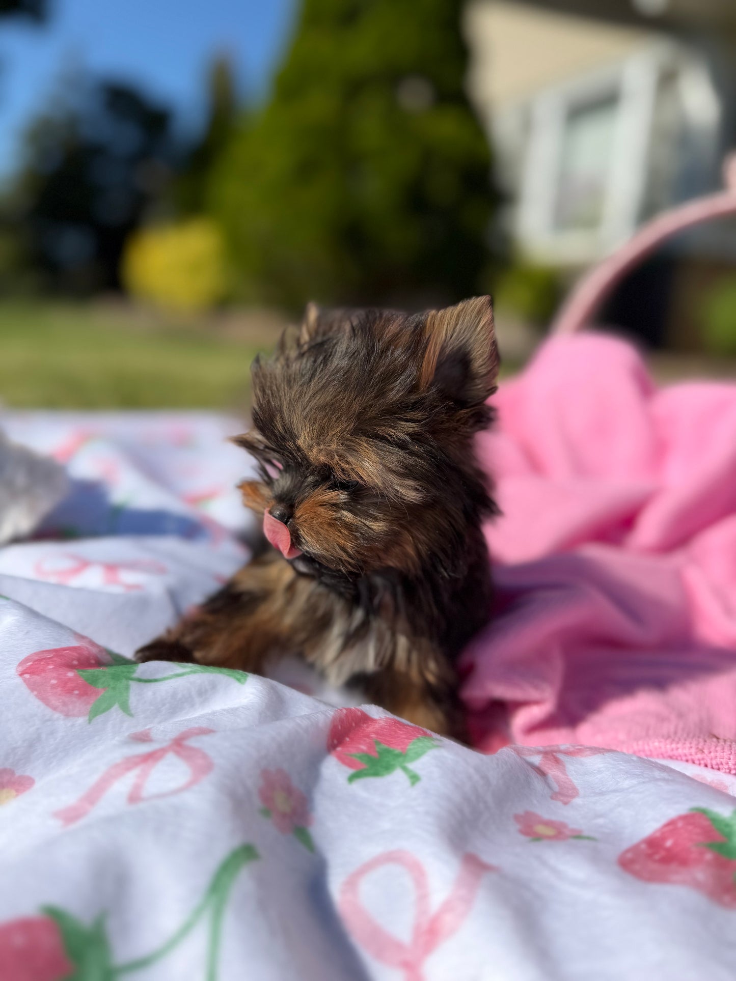 Nibbles