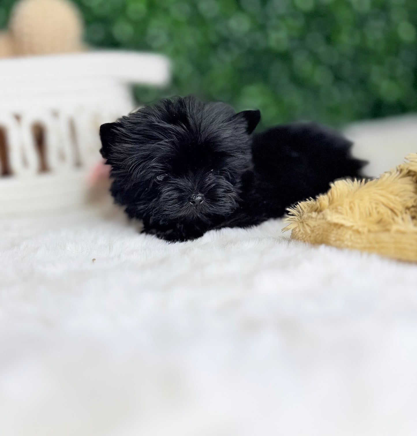 Baby Jo