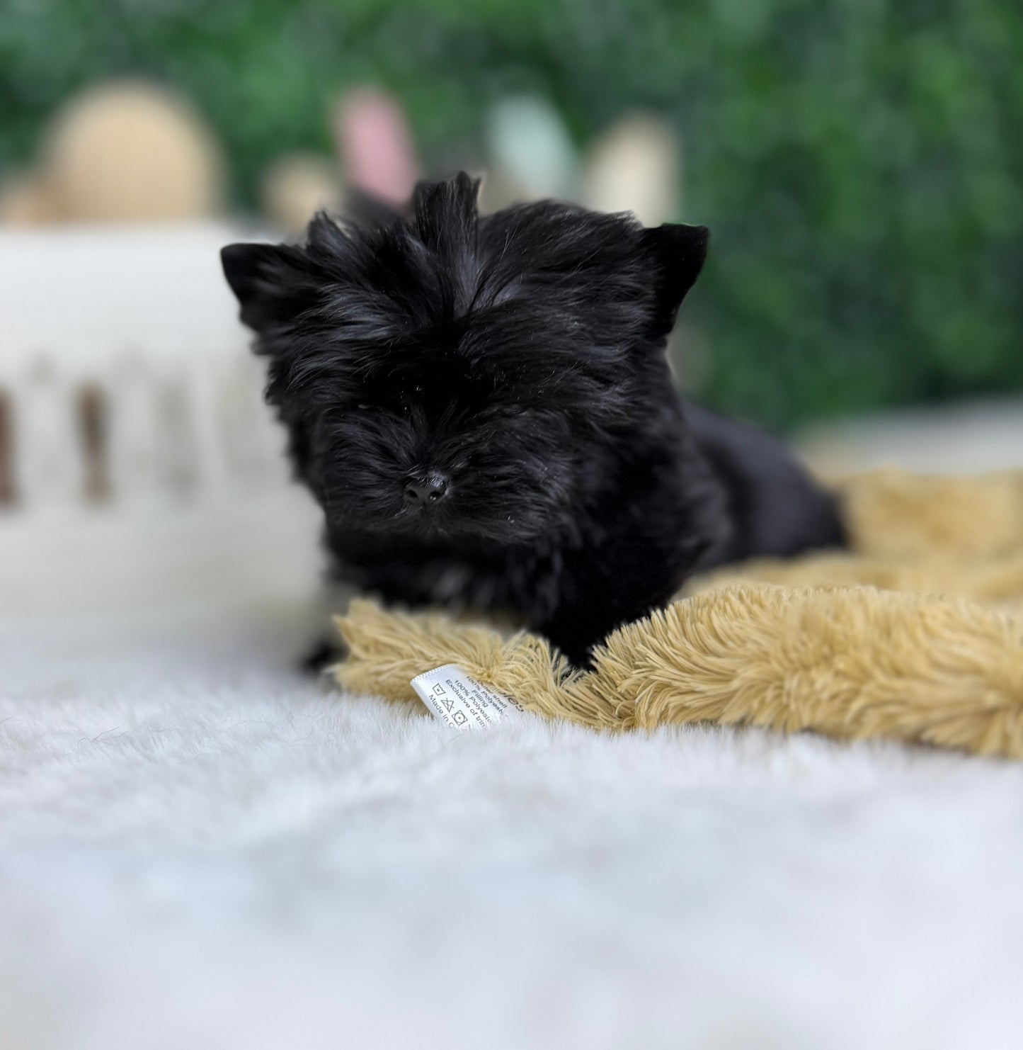 Baby Jo