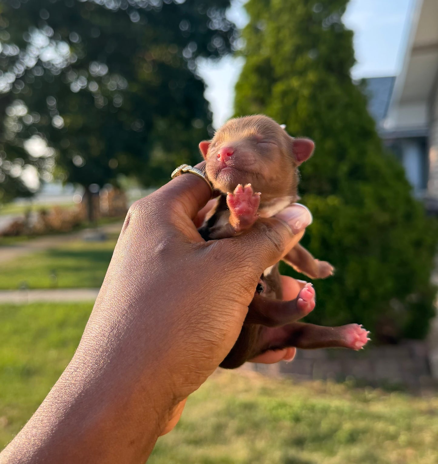 Baby Jordan