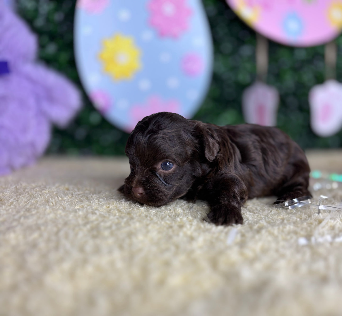 BandMan Choco