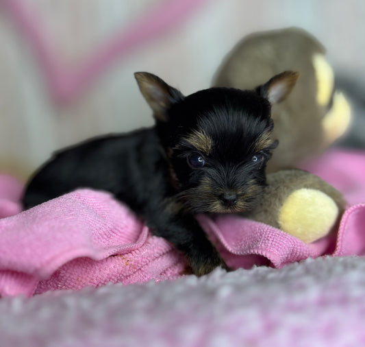 BabyShoe “Micro”