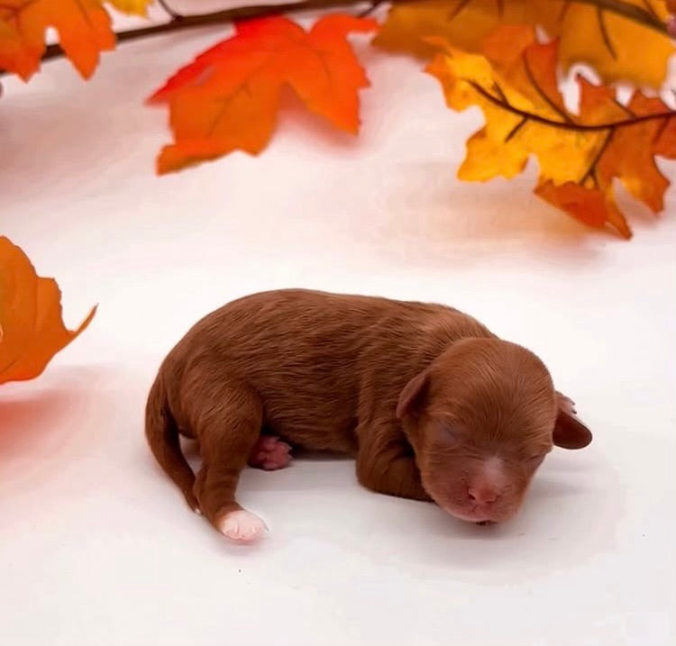 Baby Poo’s