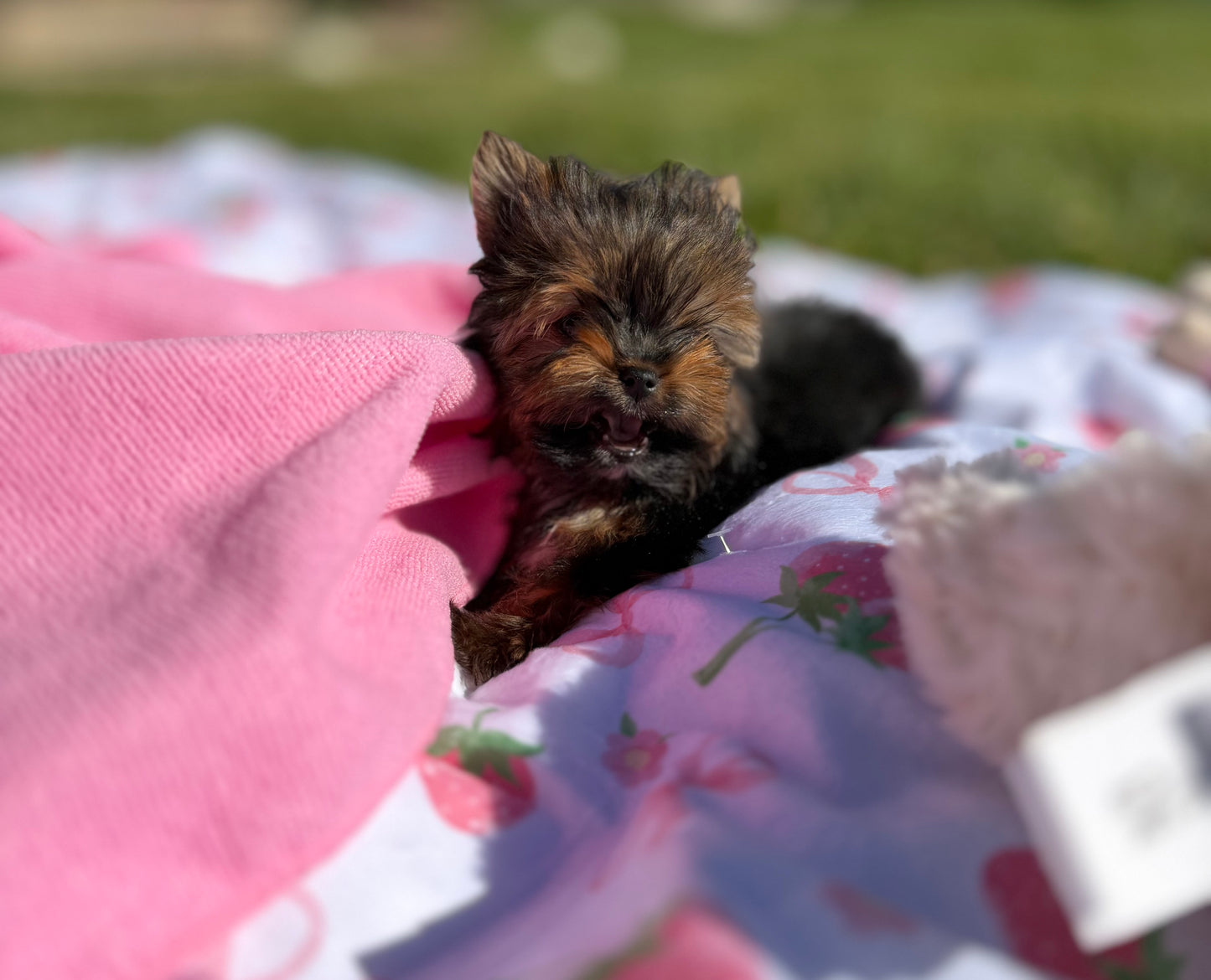 Nibbles