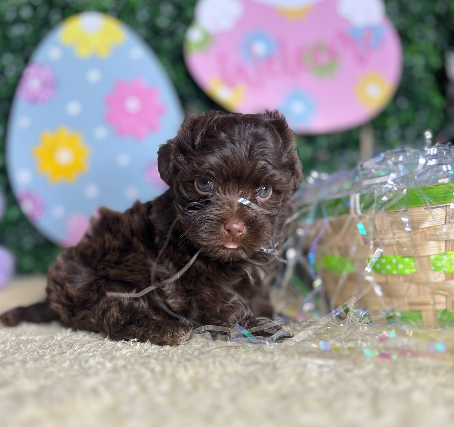BandMan Choco