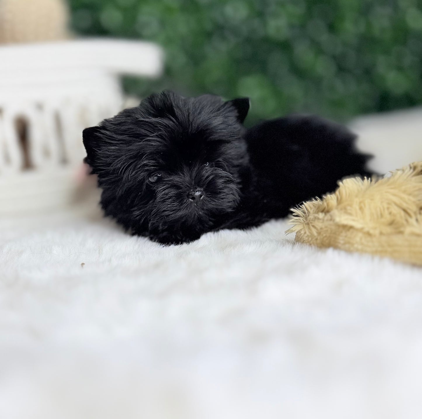 Baby Jo