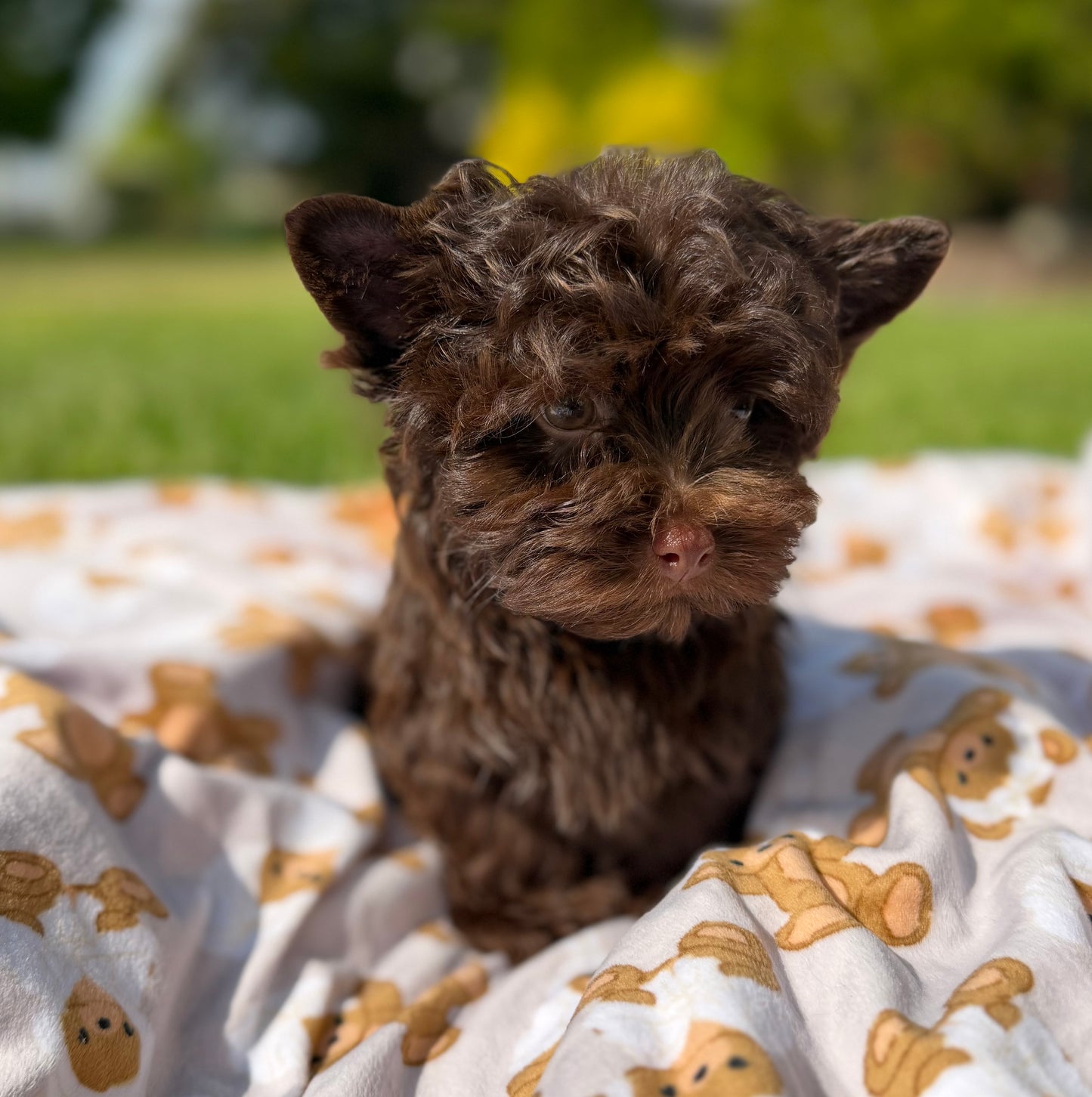BandMan Choco