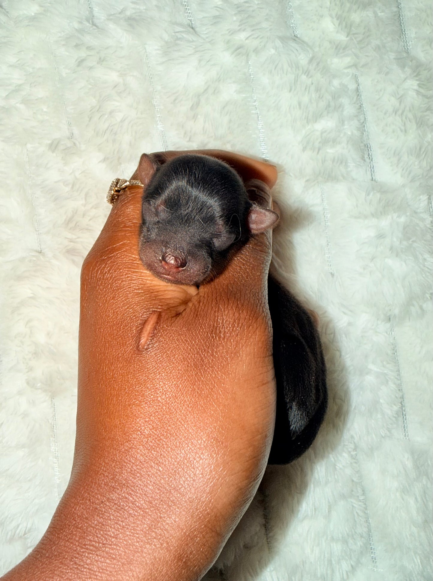 BabyShoe “Micro”