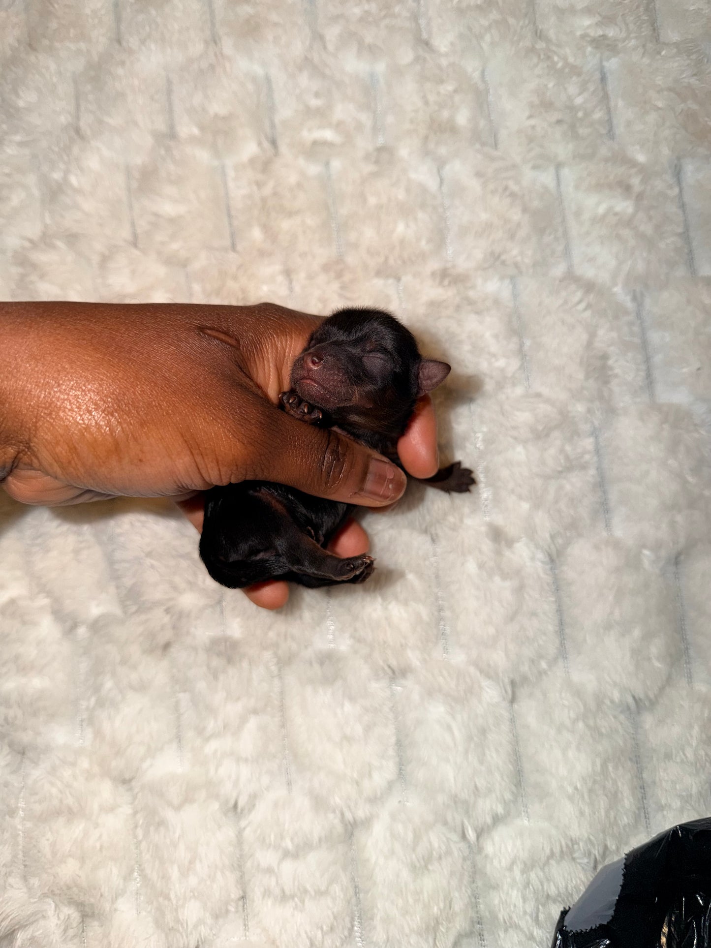 BabyShoe “Micro”