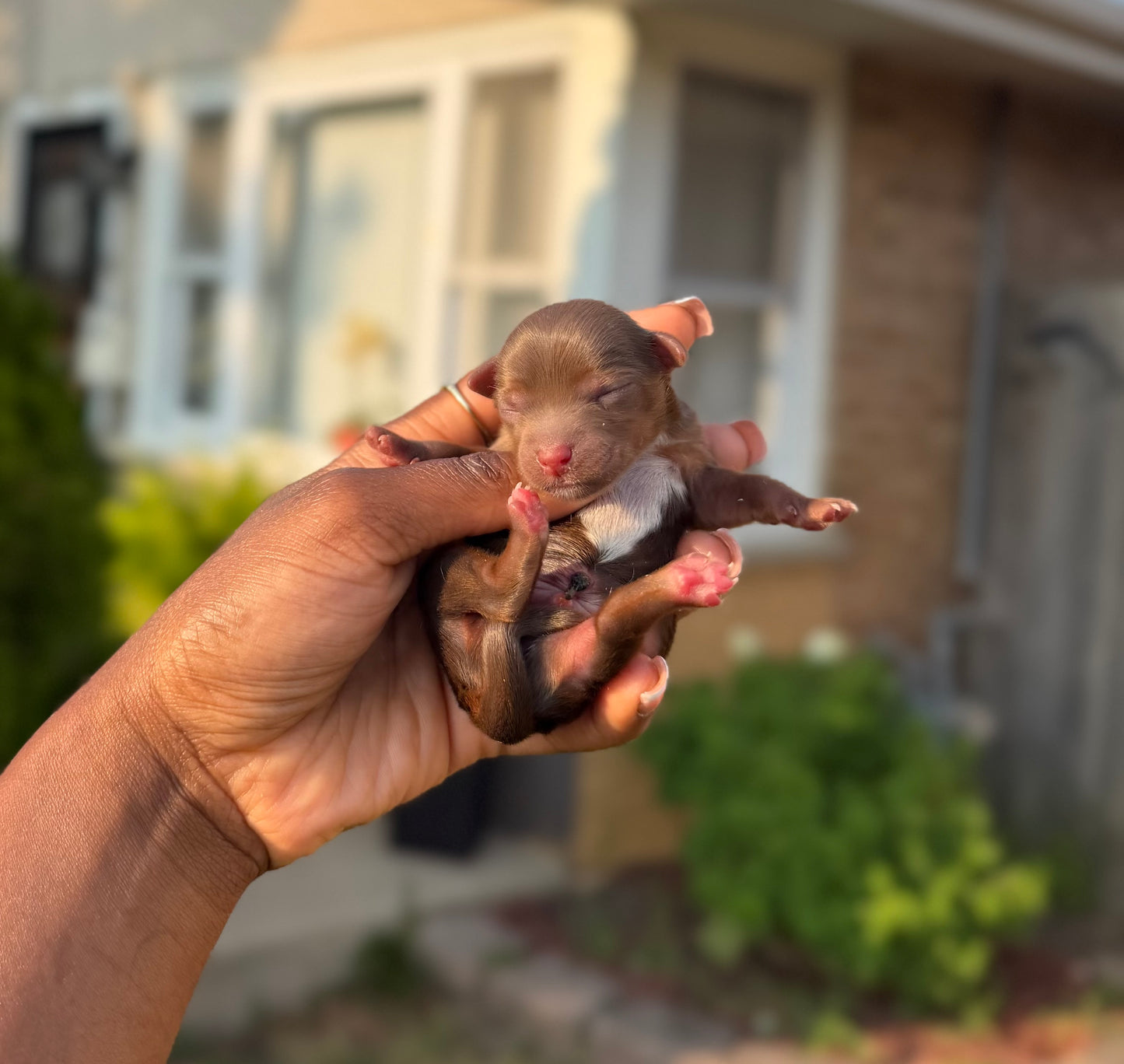 Baby Jordan