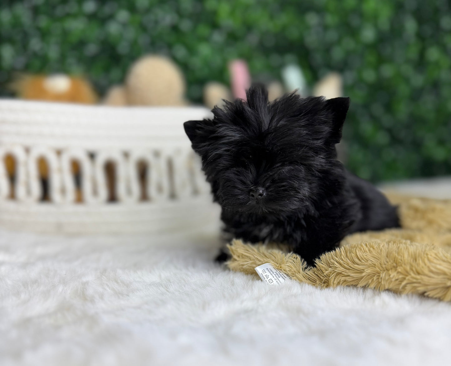 Baby Jo