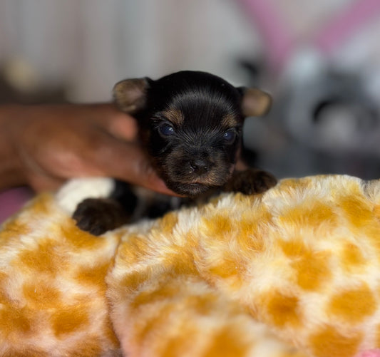 BabyShoe “Micro”