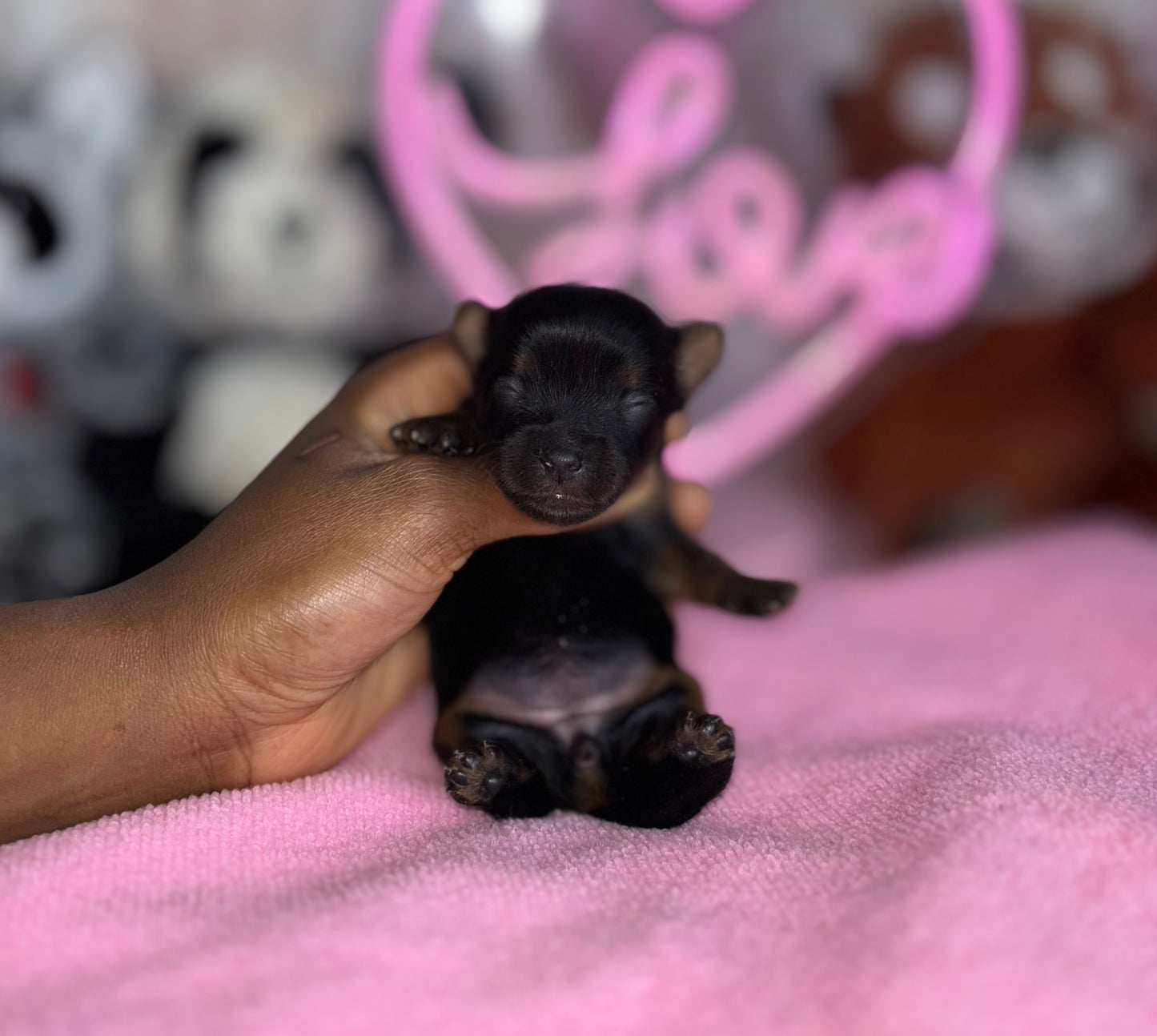 BabyShoe “Micro”