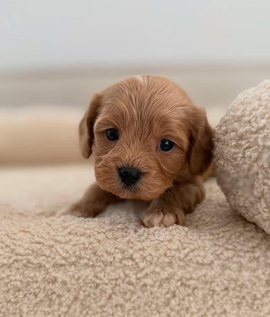 Teddy