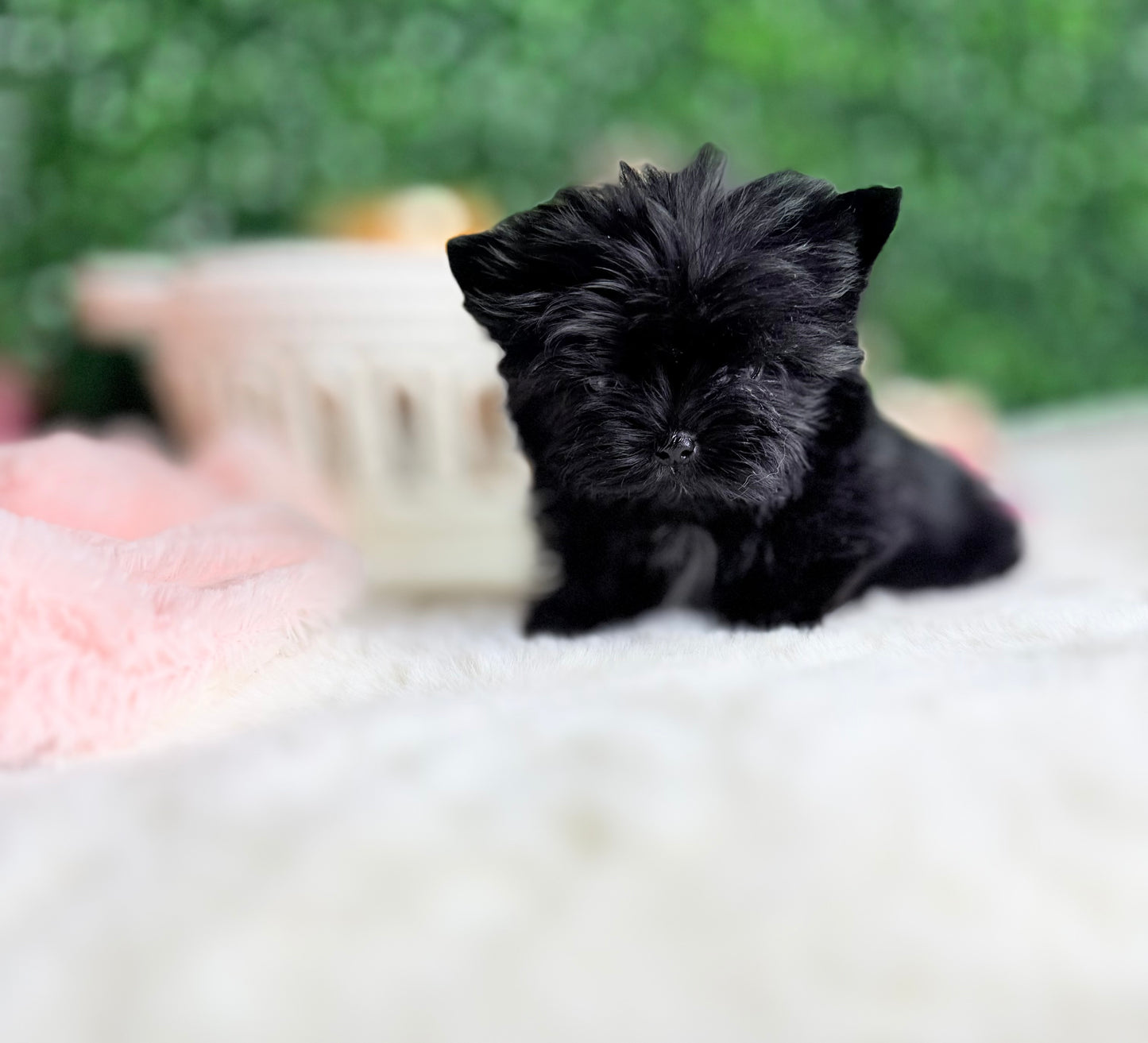 Baby Jo