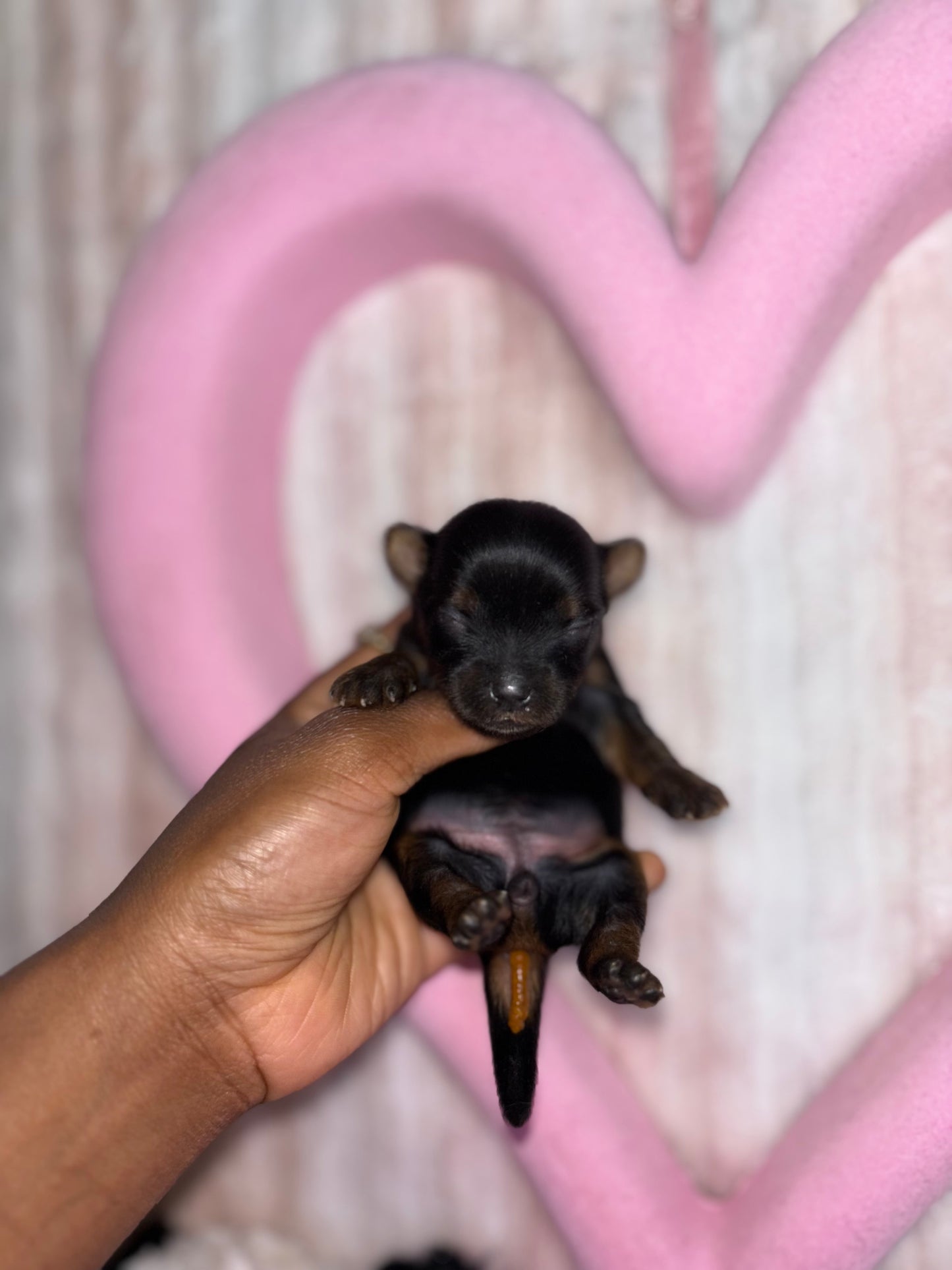 BabyShoe “Micro”